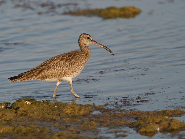 <h3><a href="/trips/oman/biota/animalia/chordata/aves/024 charadriiformes/015 scolopacidae/numenius phaeopus/numenius phaeopus-nl.html">Numenius&nbsp;phaeopus</a> / Whimbrel / Regenwulp</h3>OM-1 Mark II met OLYMPUS M.150-400mm F4.5 TC, 1/2000 sec  bij F5.6, ISO 640, afstand 16.5&nbsp;m